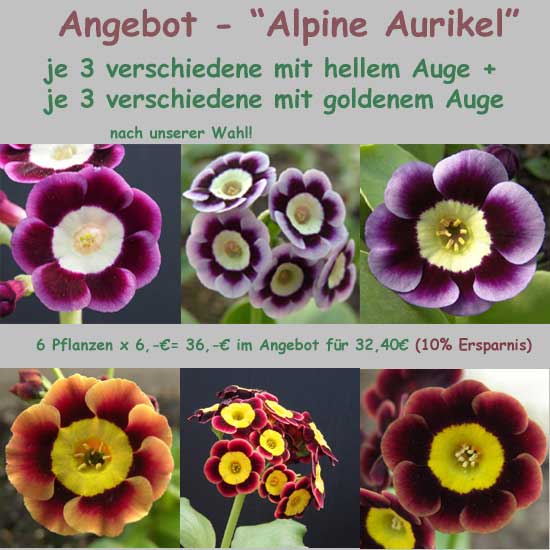 Alpine Aurikel-0