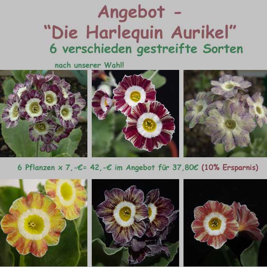 Die Harlequin Aurikel-0