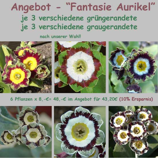 Die Fantasie Aurikel-0