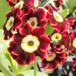 x auricula Rouge George-8823