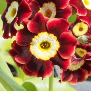 x auricula Rouge George-8824