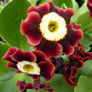 x auricula Rouge George-8821