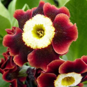 x auricula Rouge George-0