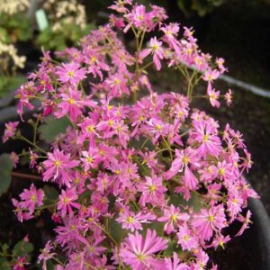 Cortusifolia-Sakuragari-8947