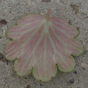 Cortusifolia-Sakuragari-8949