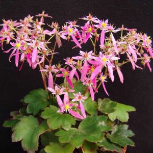 Cortusifolia-Yoshi JP-8967