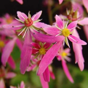 Cortusifolia-Yoshi JP-0