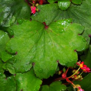 Cortusifolia-Yoshi JP-8964