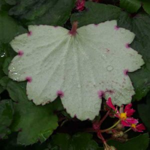 Cortusifolia-Yoshi JP-8966