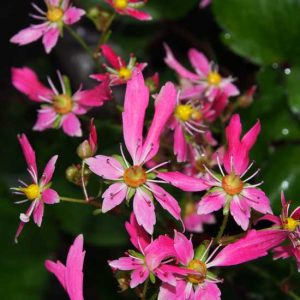 Cortusifolia-Yoshi JP-8965
