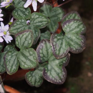 Hepatica nobilis f. marmorata Silberblatt JP