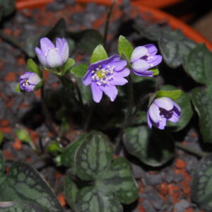 Hepatica nobilis f. marmorata Silberblatt JP – Bild 2