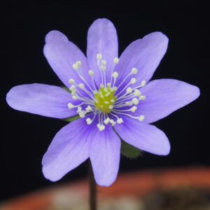 Hepatica nobilis f. marmorata Silberblatt JP – Bild 3