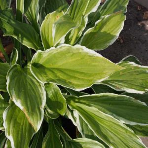 undulata Albomarginata-9319