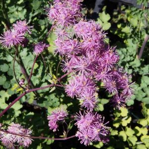 aquilegifolium Black Stokking-0