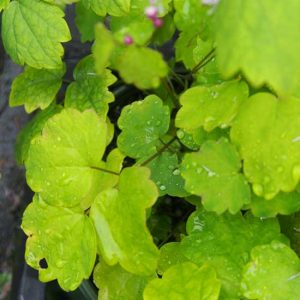 actaefolium Perfume Star ®-9173