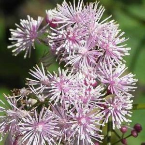 actaefolium Perfume Star ®-9174