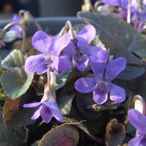 riviniana Purpurea-9073