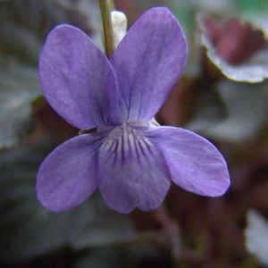 riviniana Purpurea-0