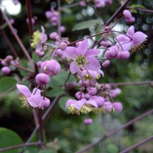 rochebrunianum-0
