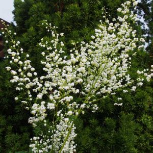delavayi Splendide White-9185