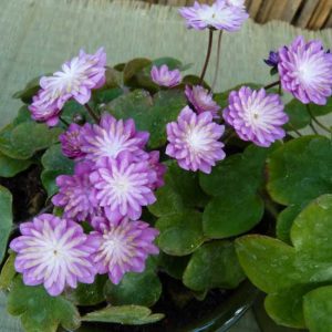 nobilis var. japonica Tohen-9093