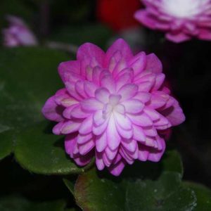 nobilis var. japonica Tohen-0