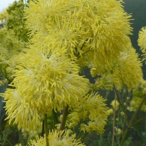 flavum Tukker Princess ®-0