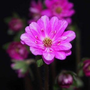 nobilis var. japonica Yaegeromo-9168