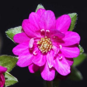 nobilis var. japonica Yaegeromo-0