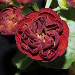 x auricula Lincoln Pippin-0