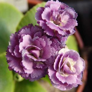 x auricula Phantom-0