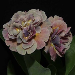 x auricula Samantha-0