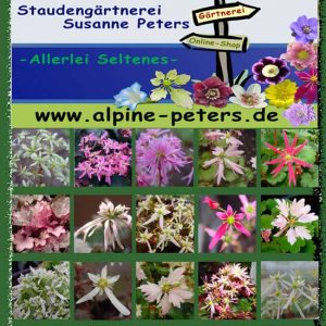 Cortusifolia-Sortenliste-0