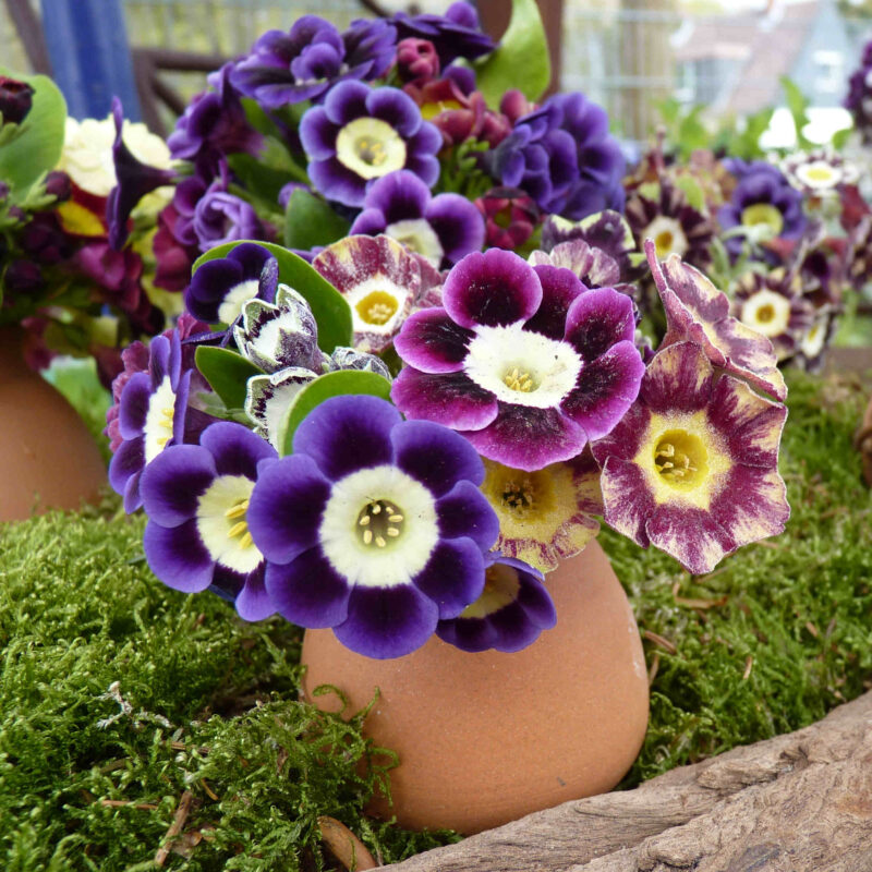 Primula x auricula ' Green Shank ' (F)
