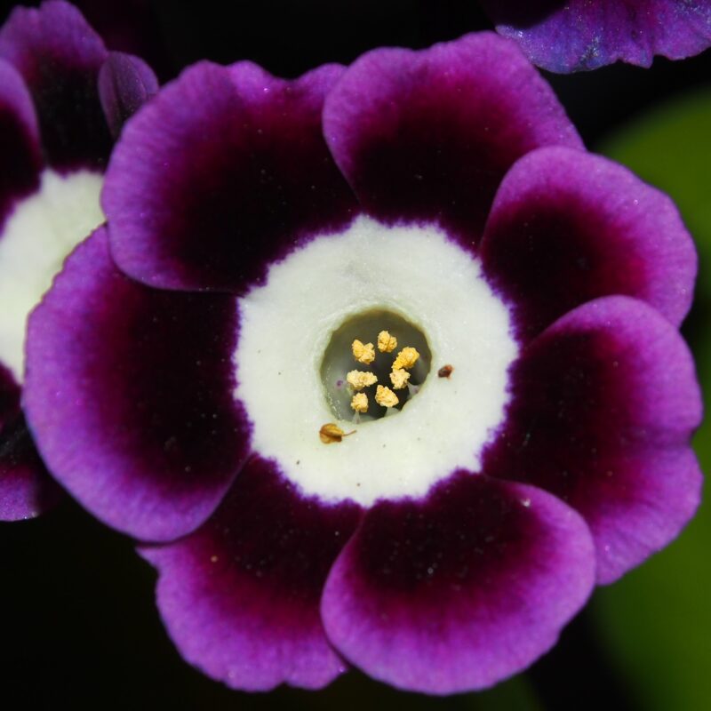Primula x auricula ' Boromir ' (LC)