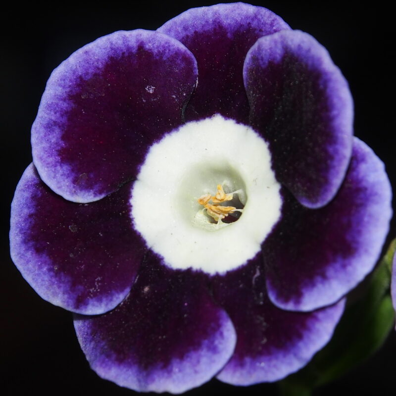 Primula x auricula ' Innsworth ' (LC)