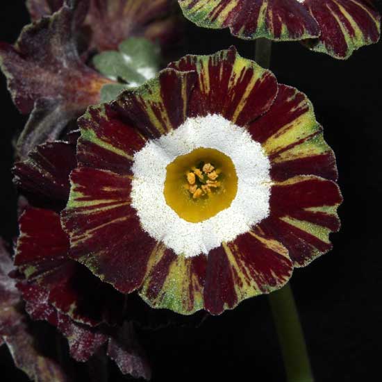 x auricula ' Abdor '