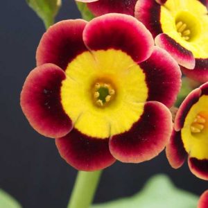 x auricula ' Andrea Julie '
