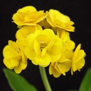 x auricula Avon Citronella-0