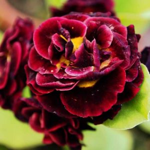 x auricula Corrie Files-0