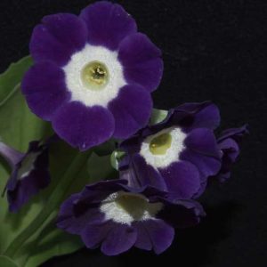 x auricula Eden Blue Star-0