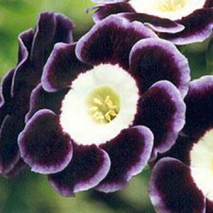 x auricula ' Gwenda '-0