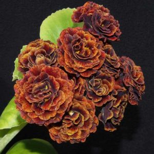 x auricula Havana-0