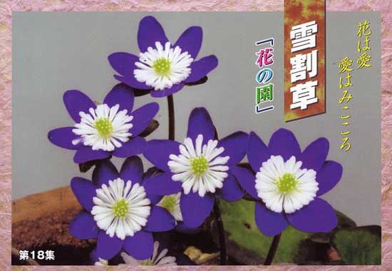 Japanische Hepatica Katalog Nr 18