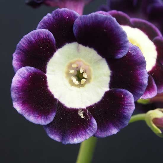 x auricula ' Lilian Hill '-0