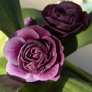 x auricula Satin Doll-0