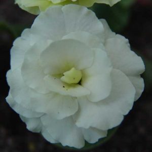 x auricula Serre-0