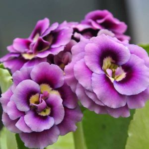 x auricula Sue Ritchie