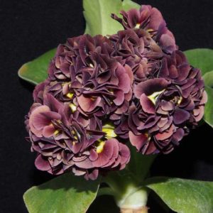 x auricula Thunterstorm